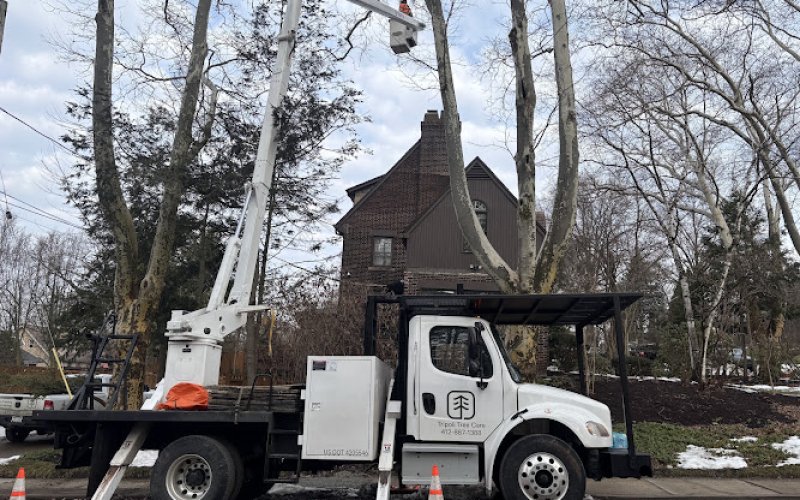 Tripoli Tree Care