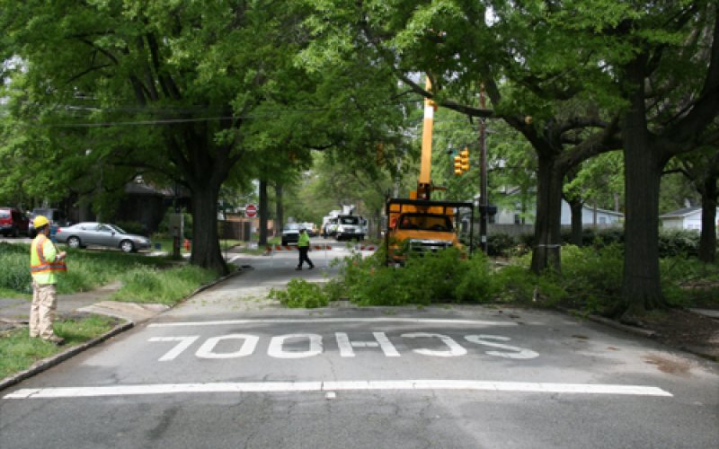 Edison Tree Service