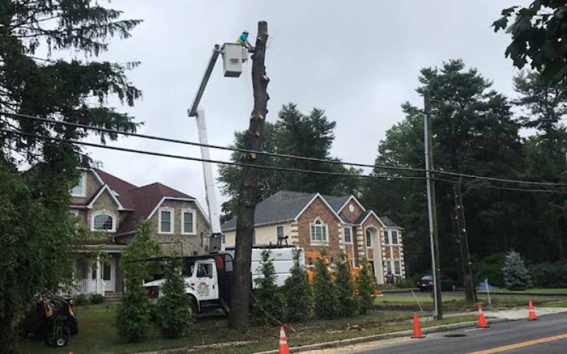 Joru Tree Service