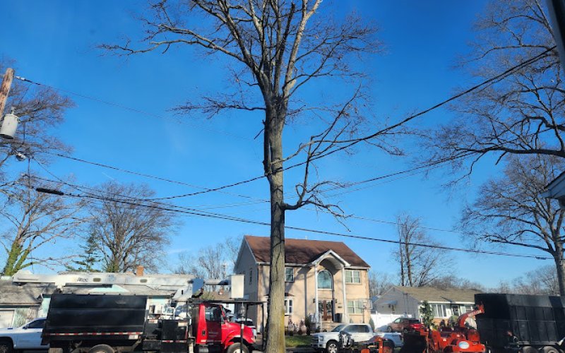 Moosewood Tree Service