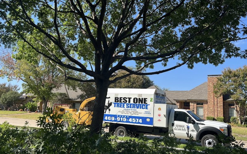 Best One Tree Service