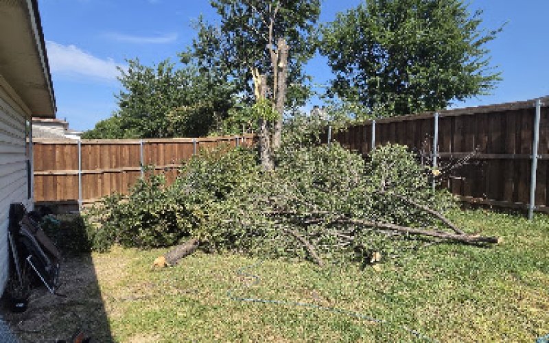 Carlos Jr tree service