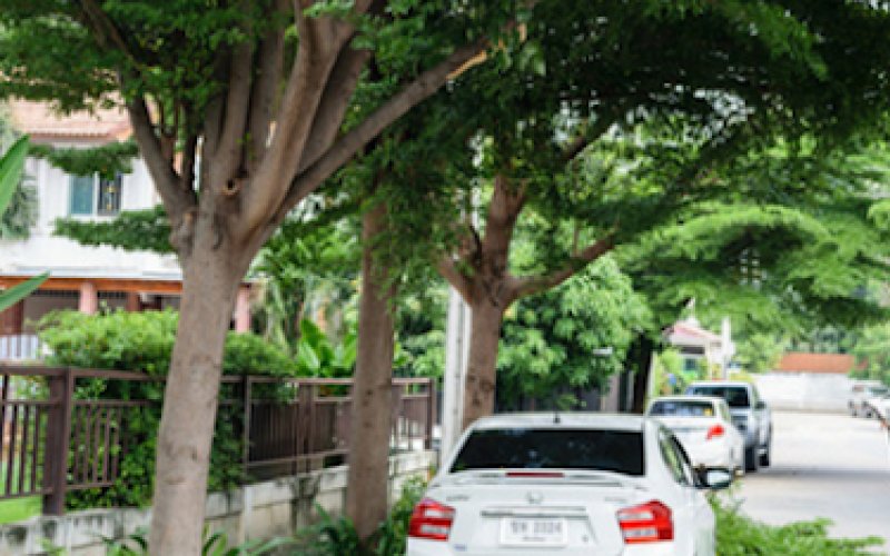 Tree Care Plano