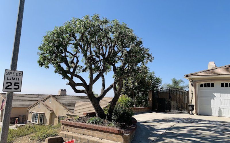 Mejia’s Tree Service