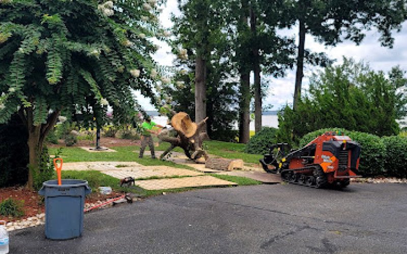 Phillips Family Tree Care