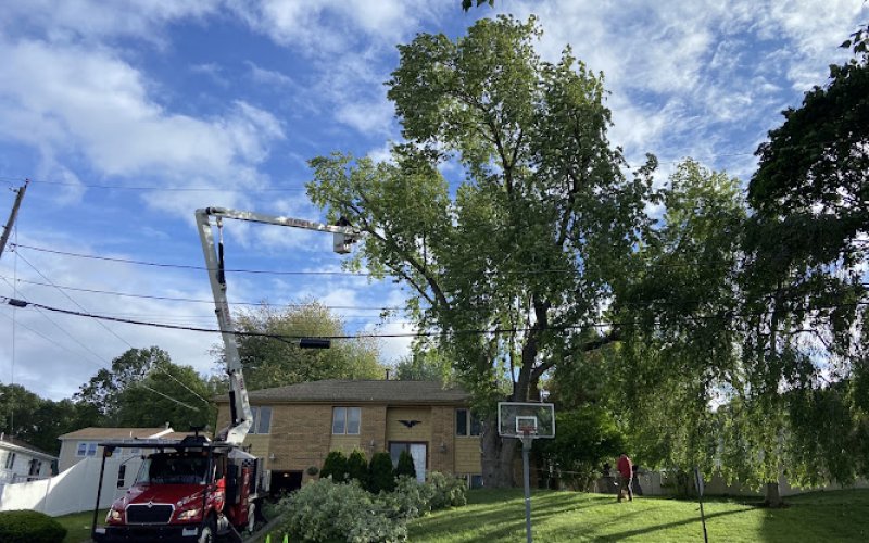 Stanley Tree Service, Inc