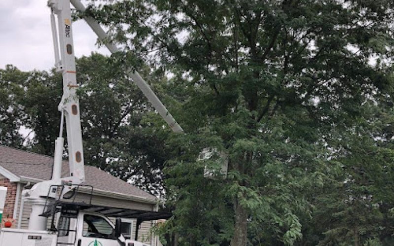 Top Climber Tree Service LLC