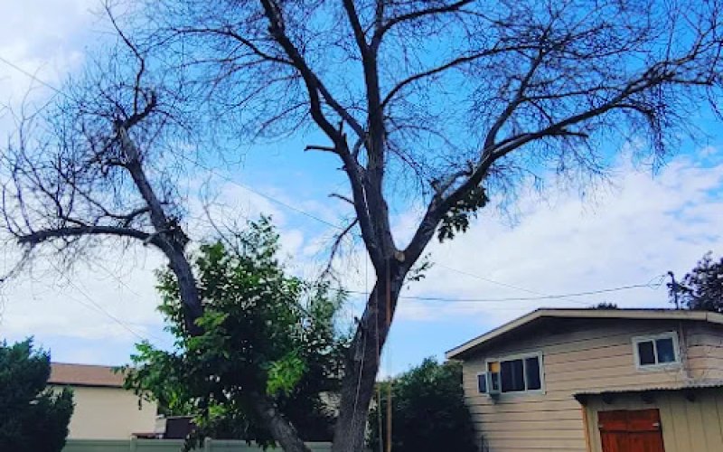 Provo Tree Experts
