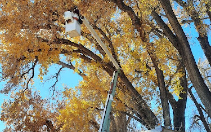 Emmons Tree Care — Tree service in Pueblo