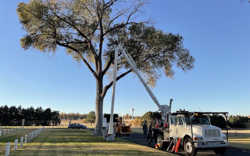 Forrest Tree Service, LLC — Tree service in Pueblo