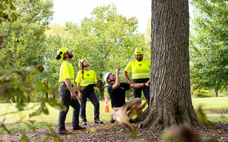 Bartlett Tree Experts — Tree service in Raleigh