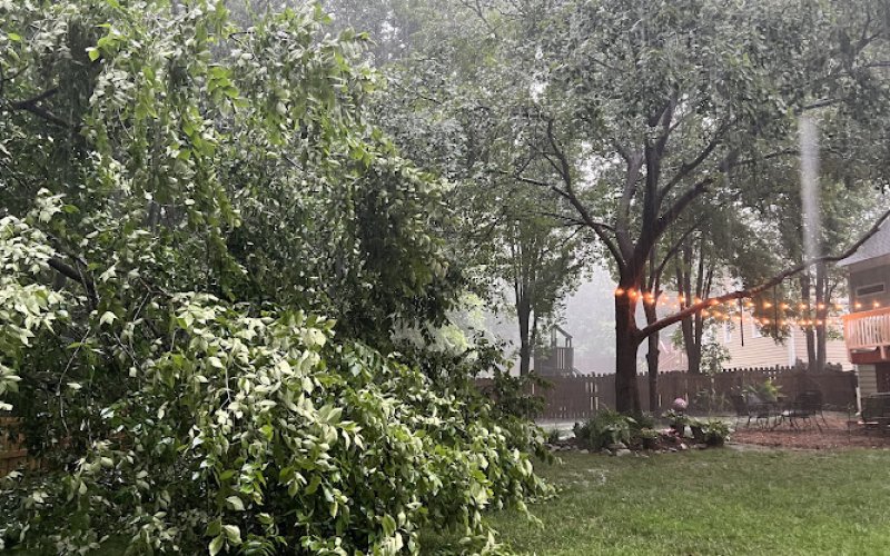 Brown's Tree Service — Tree service in Raleigh