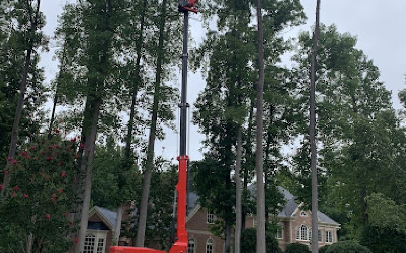 Raleigh Tree Service — Tree service in Raleigh