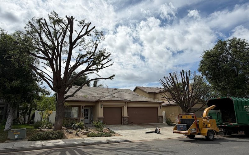 Isaac's Tree Service
