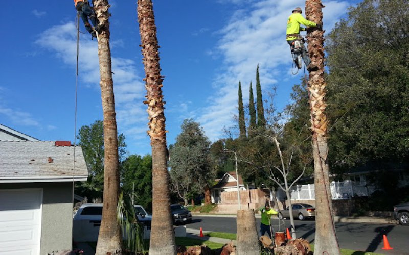 Rancho Tree Care
