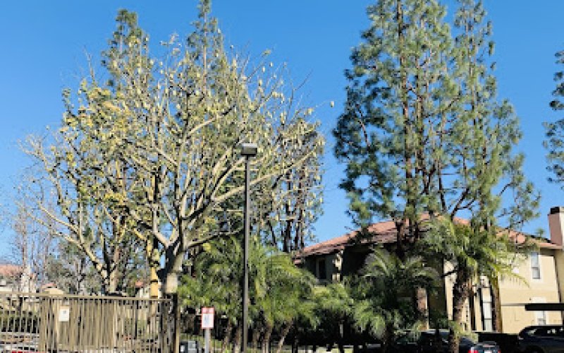 TNA Tree Service