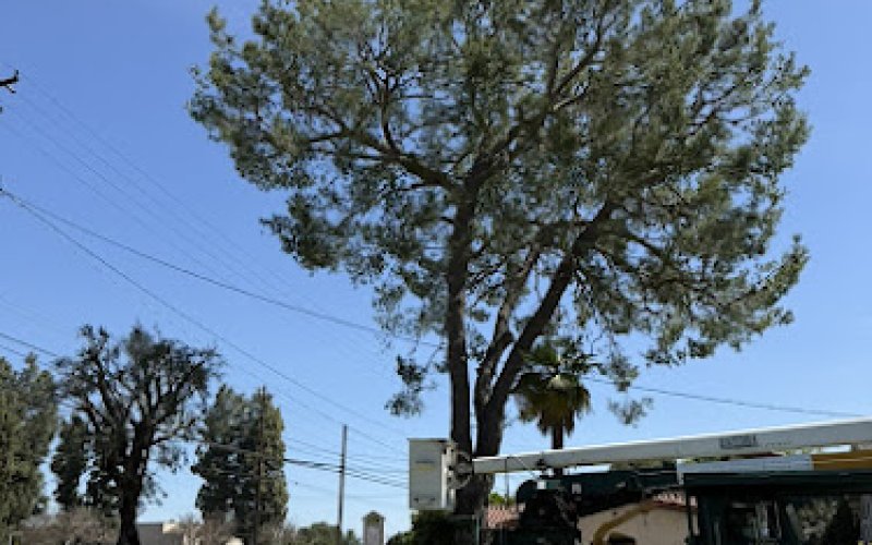 Tom Day Tree Service Inc