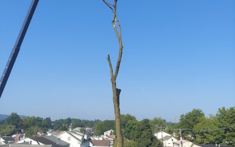 Green Spider Tree Service