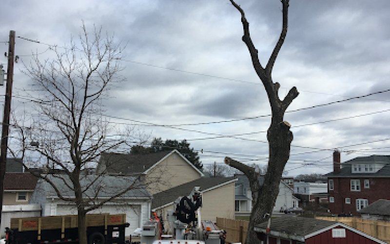 Reading Tree Service