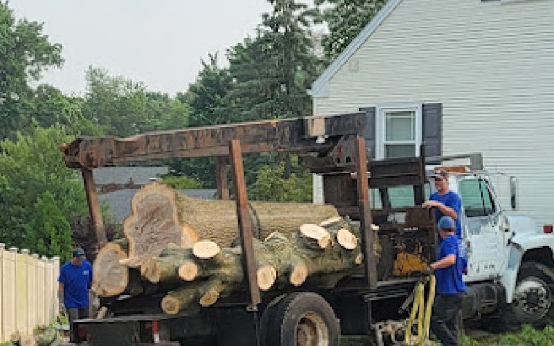 Stoudt Tree Professionals