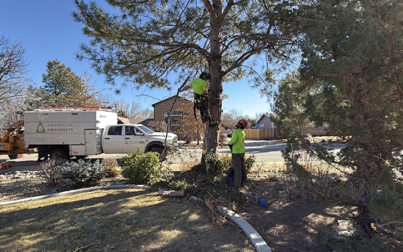 American Arborists Tree Service