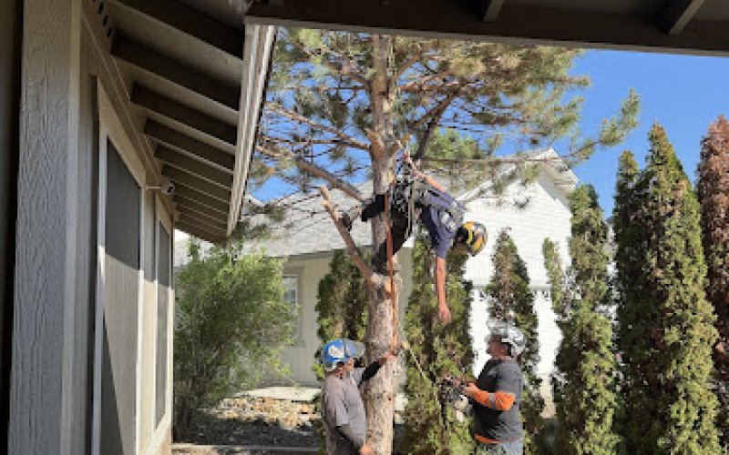 Aspen Tree Service — Arborist service in Reno