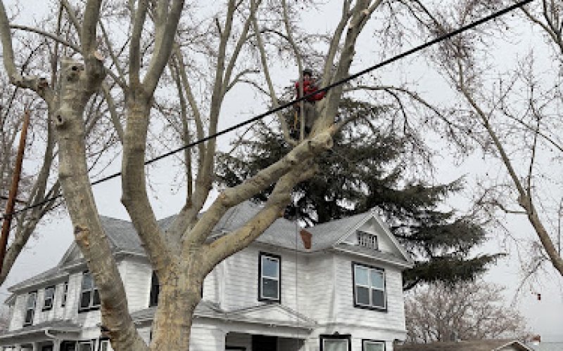Grizzly Tree Co. Tree Service