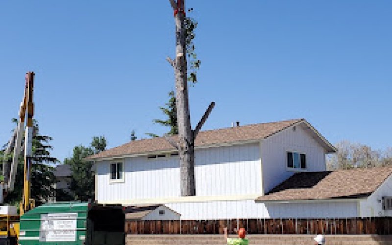 The Tree Professional