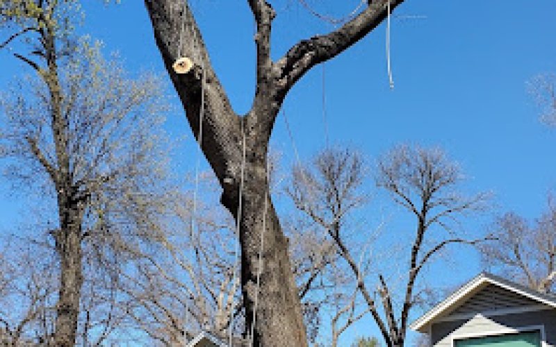 Albert Tree Service — Tree service in Richardson