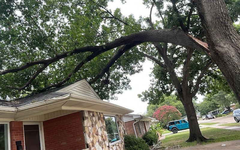 Life Tree Service — Tree service in Richardson