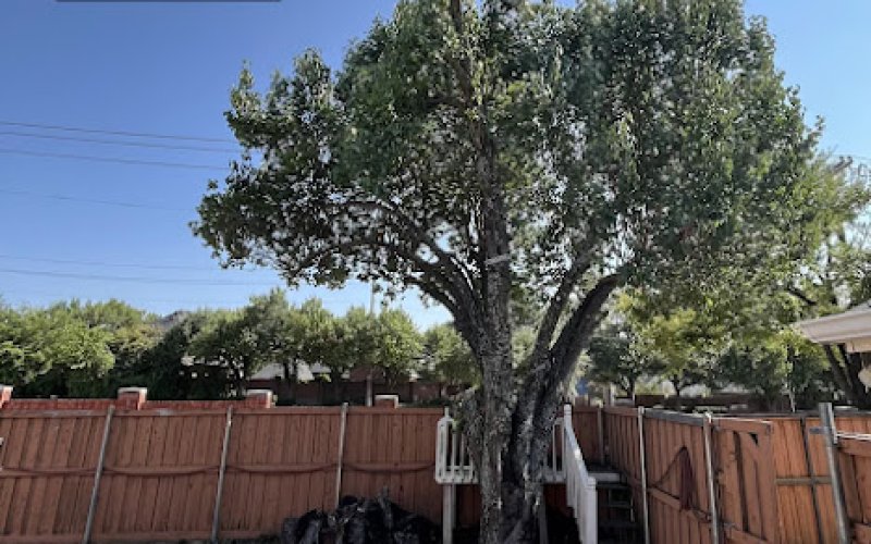 Perfect Trees — Tree service in Richardson
