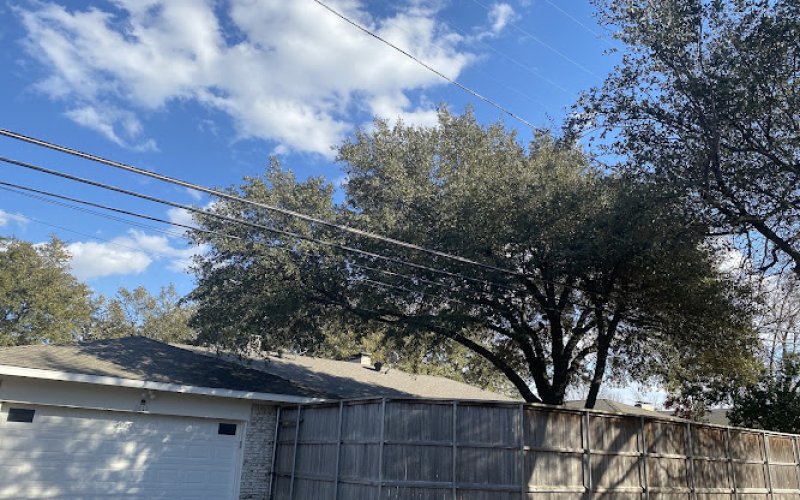 Texas Tree Guy LLC — Tree service in Richardson