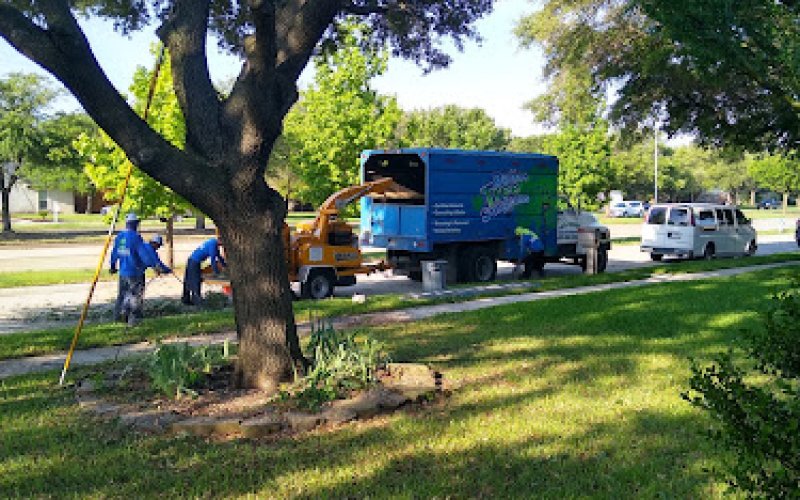 Texas Tree Surgeons — Tree service in Richardson