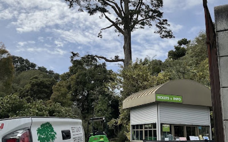 Best Quality Tree Service