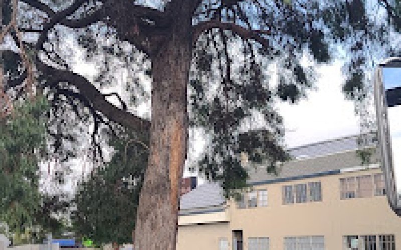 Contra Costa Tree and Stump Removal