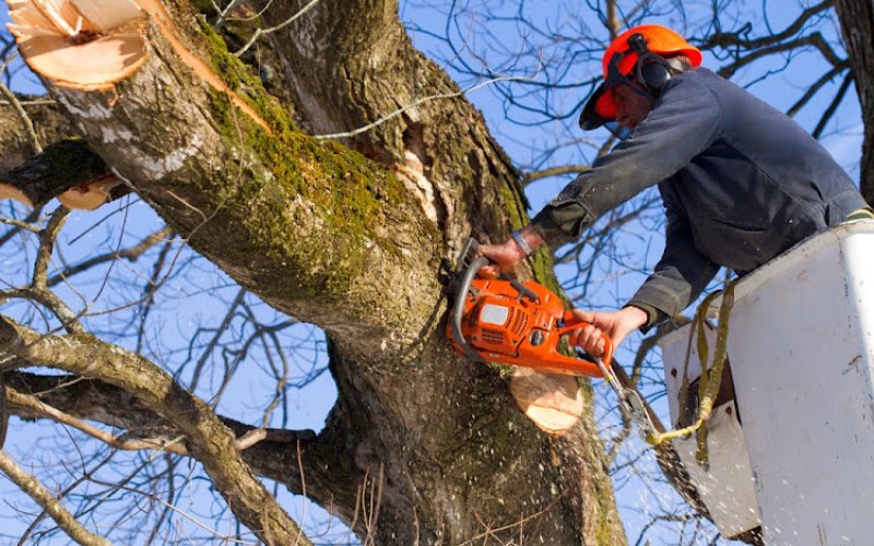 Hercules Tree Service & Landscape Construction
