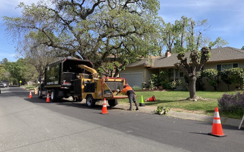 Quality Tree Care Arborist & Tree Removal