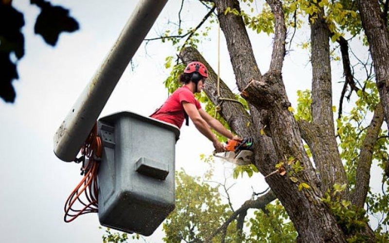 Tidy Trees Service Richmond