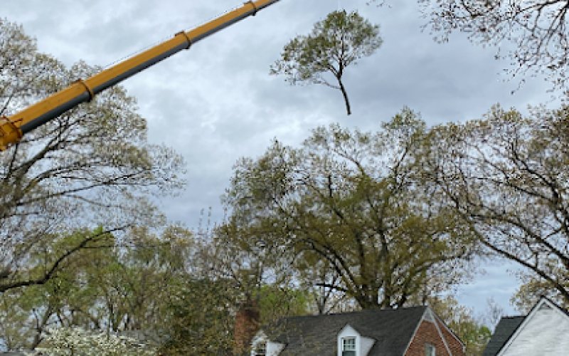 Commonwealth Tree Care