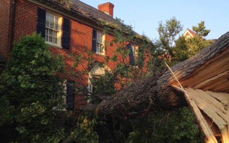 Humanitree Tree Service