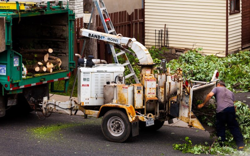 Andrew tree services