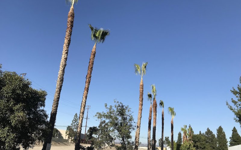 Bravo Tree Service, Inc.