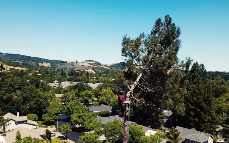 Inland Tree Care Company Riverside