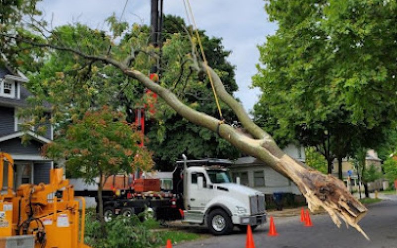 Expert Tree Service — Tree service in Rochester