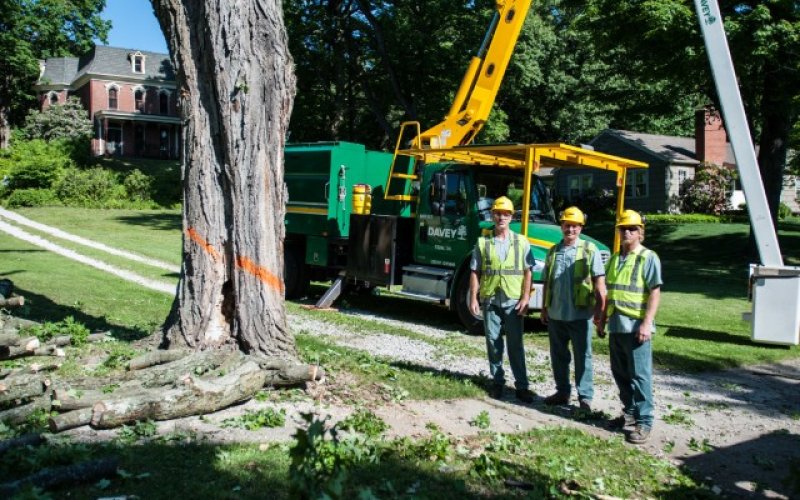 The Davey Tree Expert Company — Tree service in Rochester