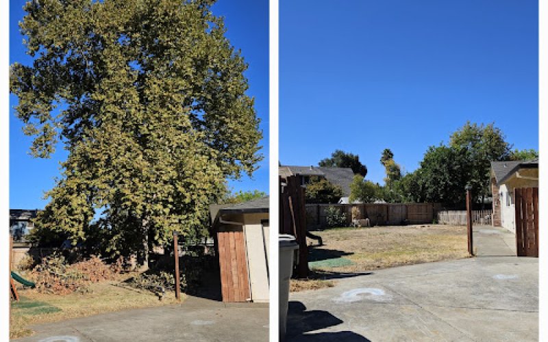 Alliance Tree Care — Tree service in Sacramento