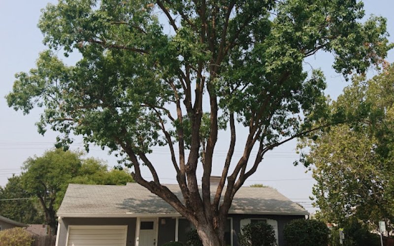 City Of Trees Professional Tree Care — Tree service in Sacramento