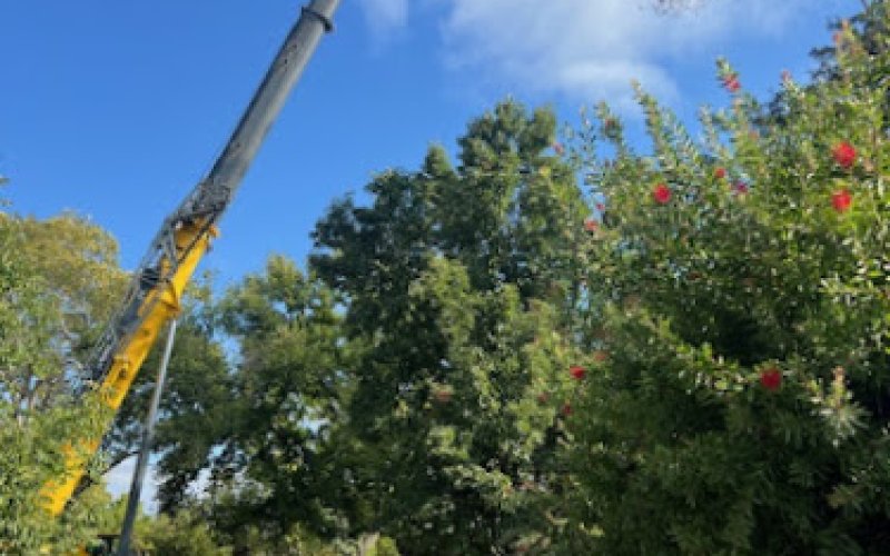 Haman Landscape and Tree Service — Tree service in Sacramento