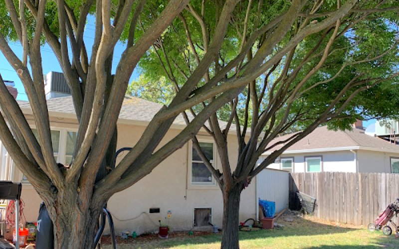 Heritage Tree Care — Tree service in Sacramento