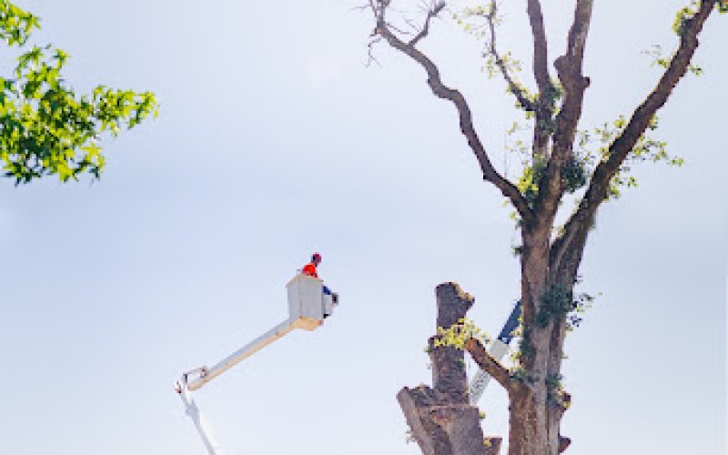 Mountain View Tree Service